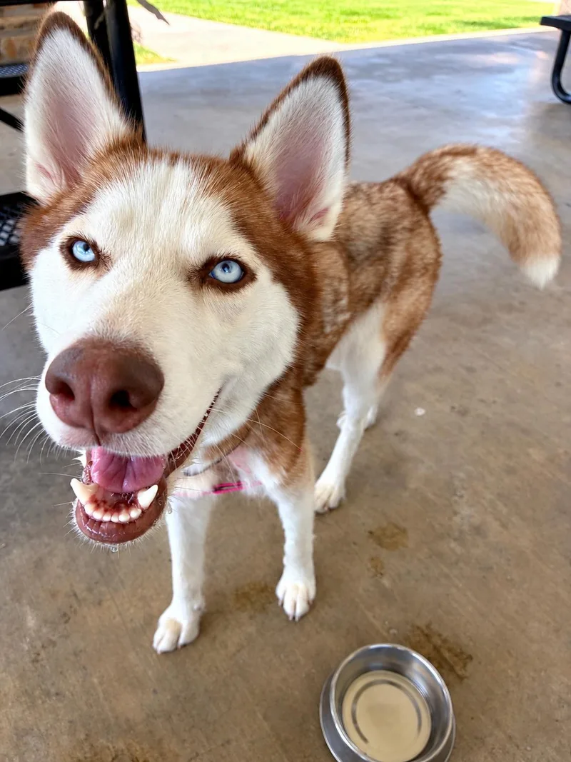 Cheyenne