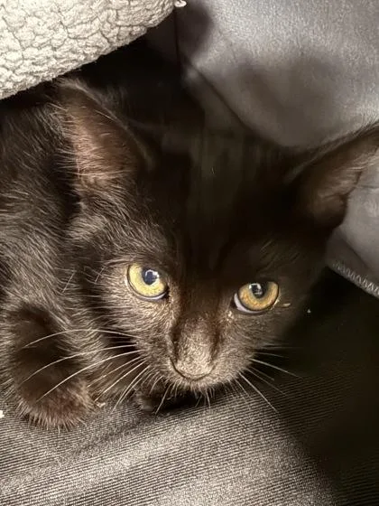 A baby small-sized male Domestic Short Hair cat named Galaxy for adoption in Fishers, IN