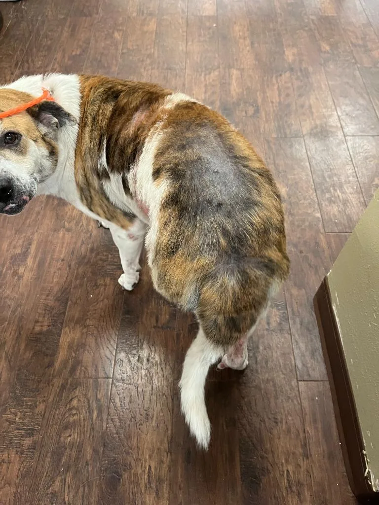 An adult large-sized female Cattle Dog dog named Dog Kennel Maggie for adoption in Greenville, TX