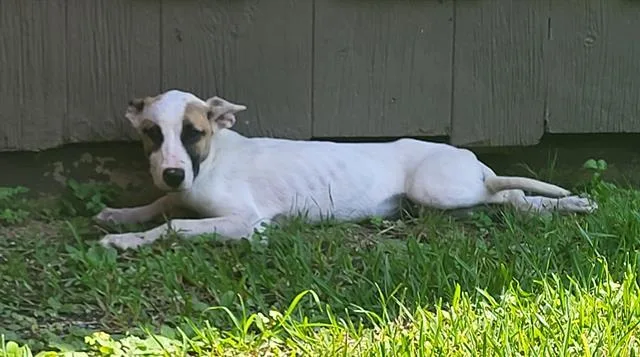 A young medium-sized female Fox Terrier dog named Leona for adoption in San Antonio, TX