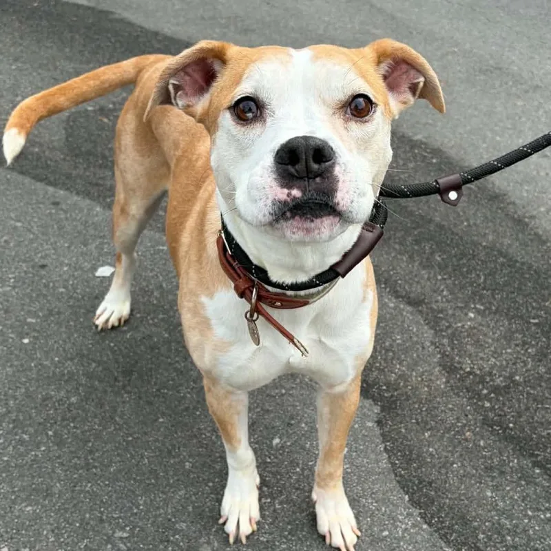 A senior medium-sized male Yellow / Tan / Blond / Fawn Pit Bull Terrier dog named Shiloh for adoption in Concord, NC