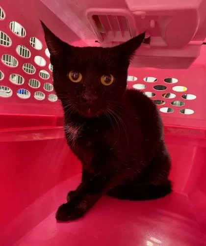 An adult medium-sized female Domestic Short Hair cat named Midnight for adoption in Daytona Beach, FL