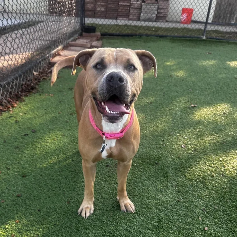 Tallulah thumbnail 2