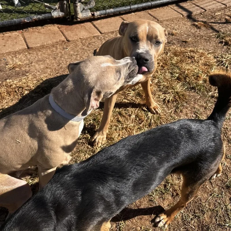 Tallulah thumbnail 3