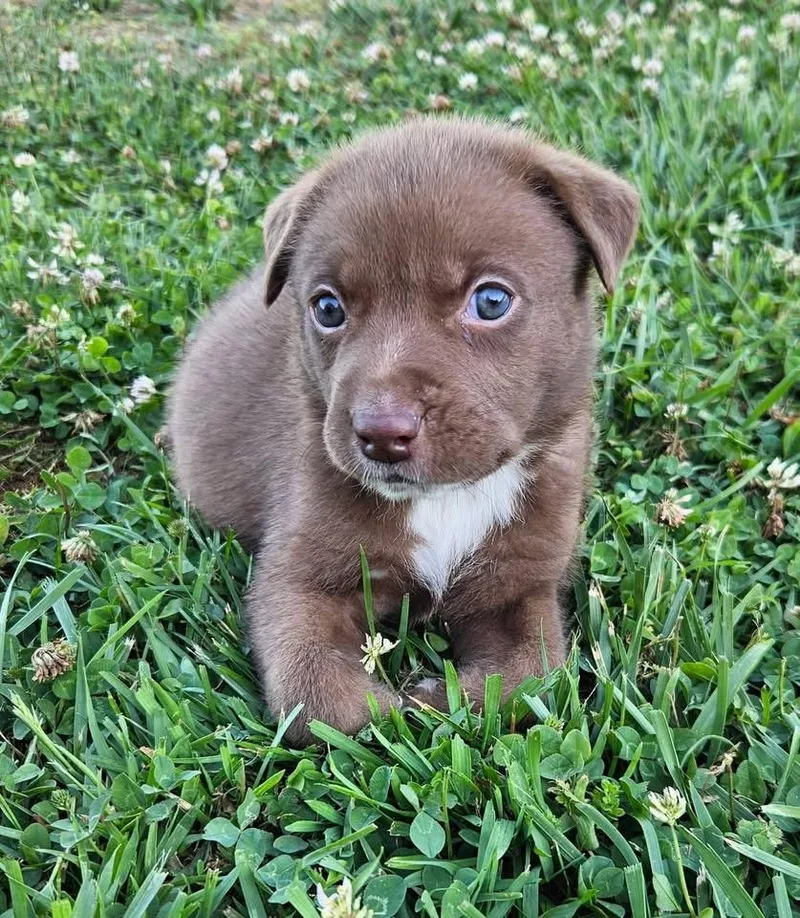 A baby medium-sized male Labrador Retriever dog named Ferris for adoption in Berlin, NJ