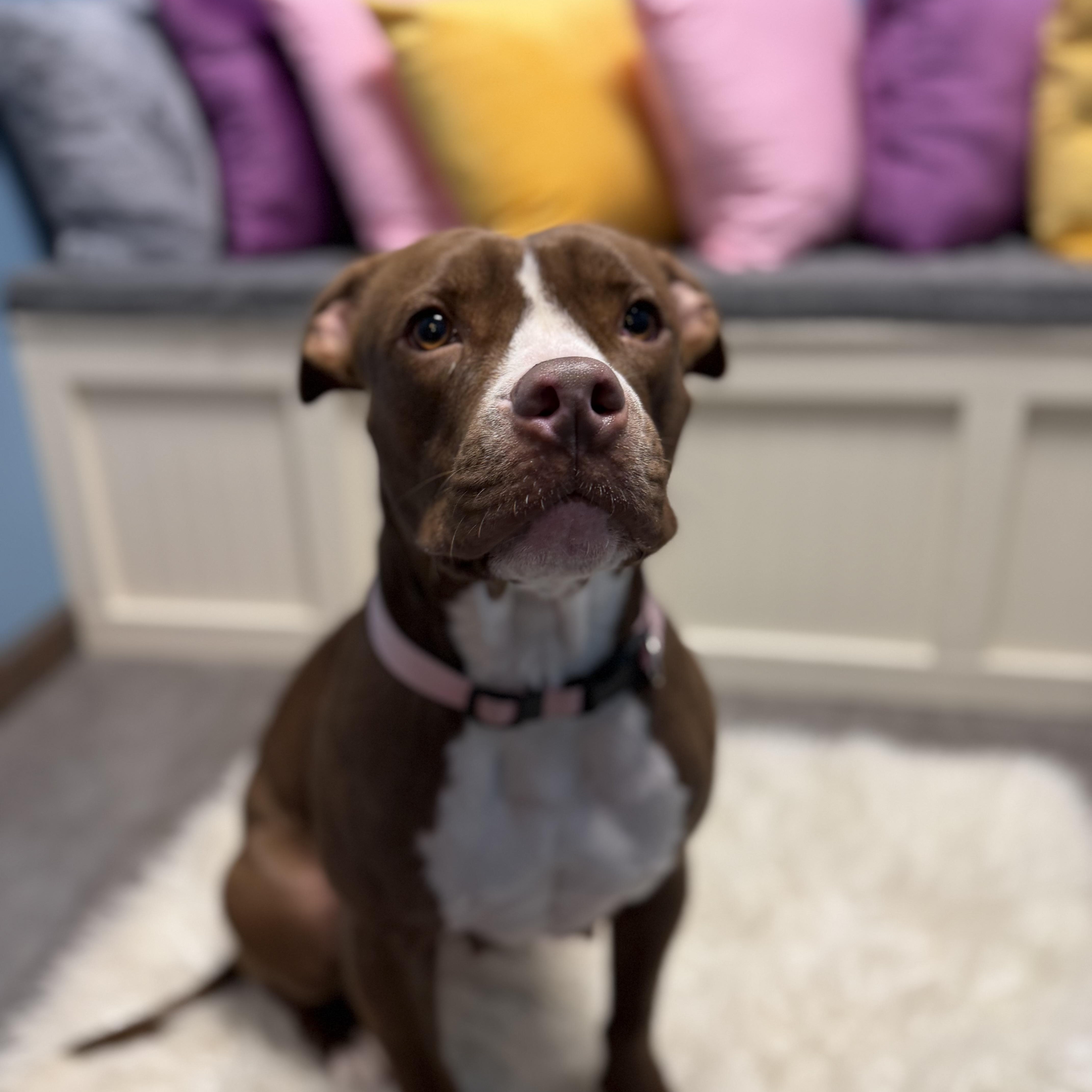 An adult medium-sized female Brown / Chocolate American Staffordshire Terrier dog named Amber for adoption in Cumberland, RI