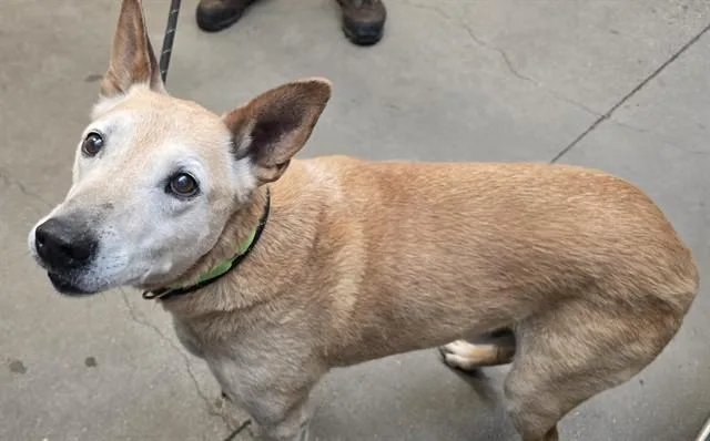 An adult medium-sized male German Shepherd Dog dog named Charles for adoption in Tucson, AZ