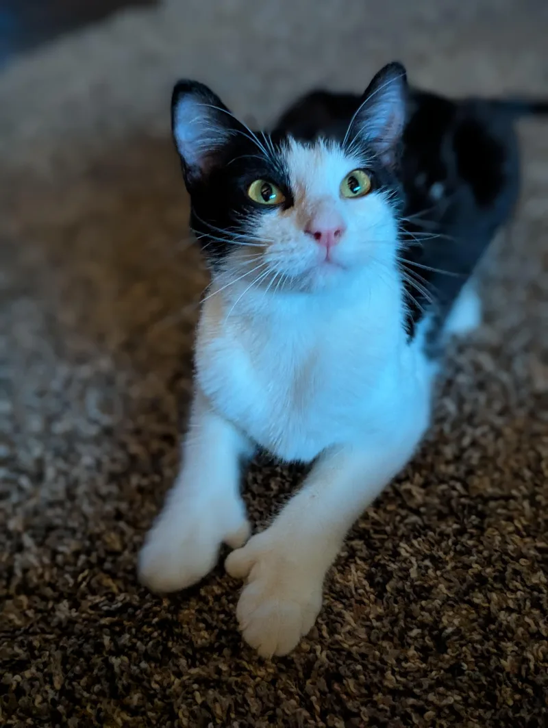 Abigail
