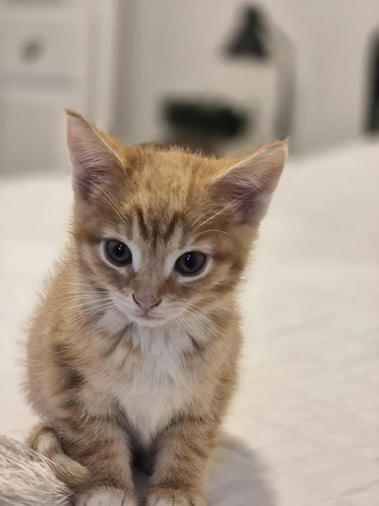 A baby medium-sized male Tabby (Orange / Red) Domestic Short Hair cat named Otto The First for adoption in Clinton Township, MI