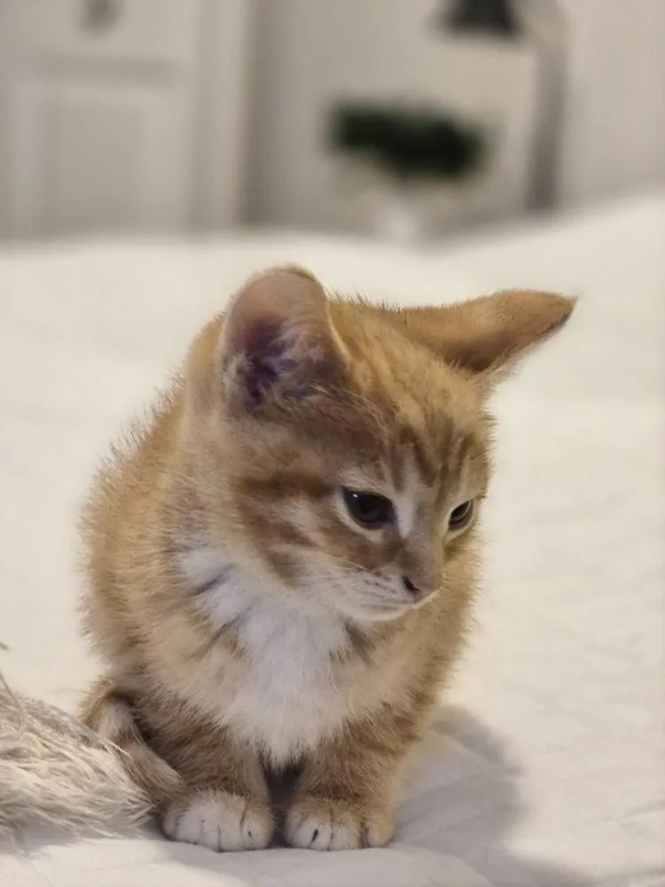 Otto The First thumbnail 2