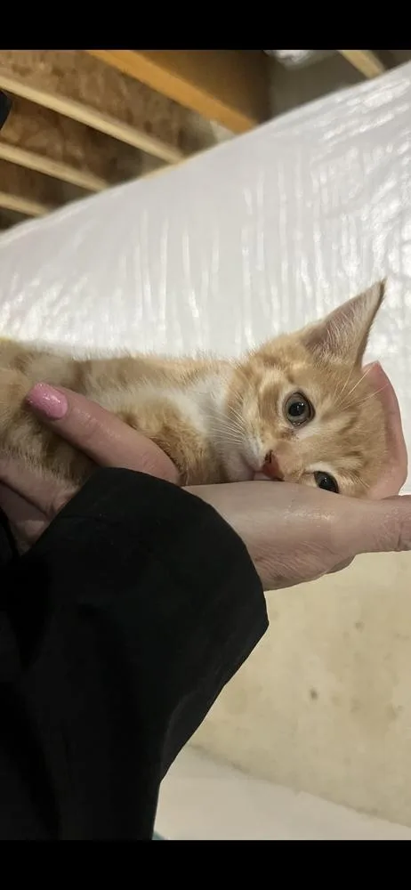 Otto The First thumbnail 3