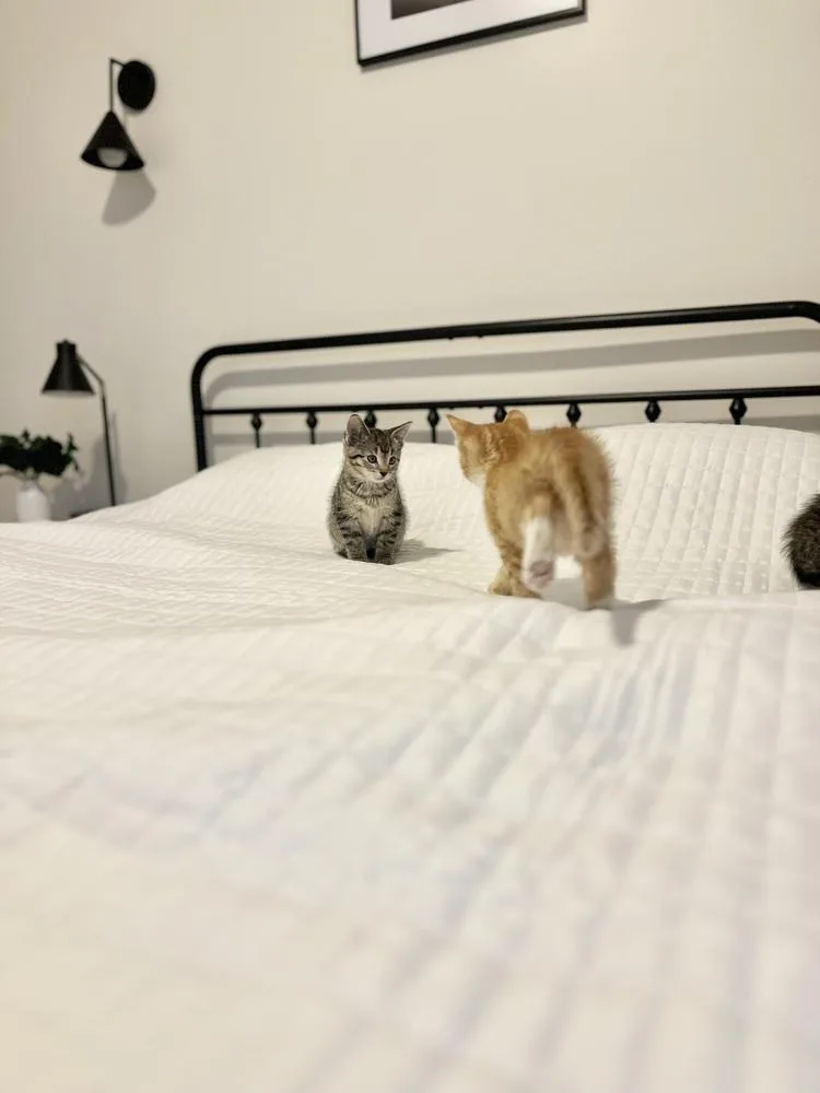 Otto The First thumbnail 4