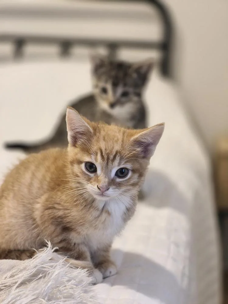 Otto The First thumbnail 5