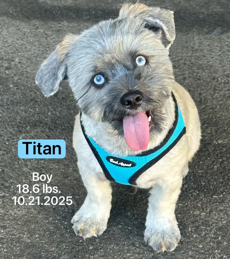 A baby small-sized male Gray / Blue / Silver Shih Tzu dog named Titan for adoption in Allen, TX