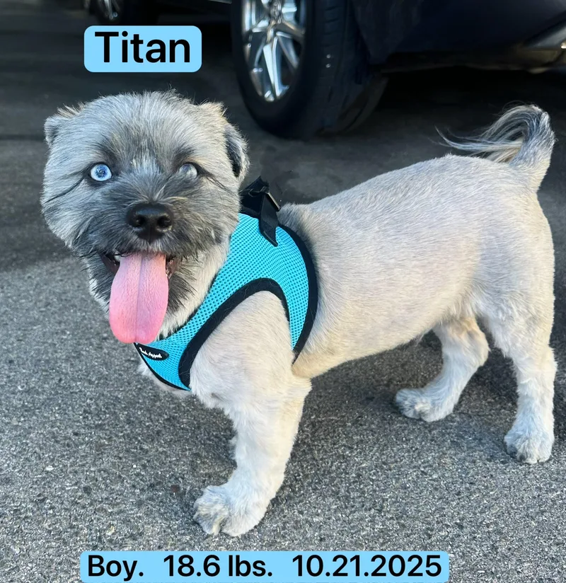 Titan thumbnail 3