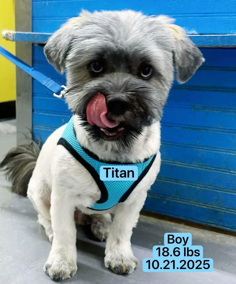 Titan thumbnail 4