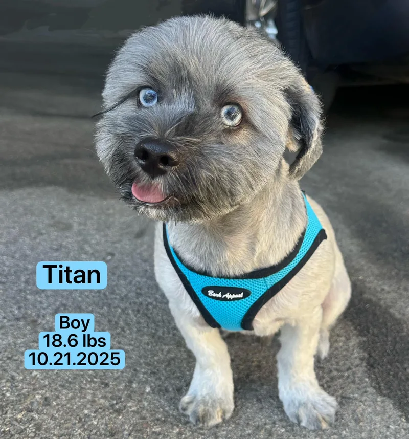 Titan thumbnail 5