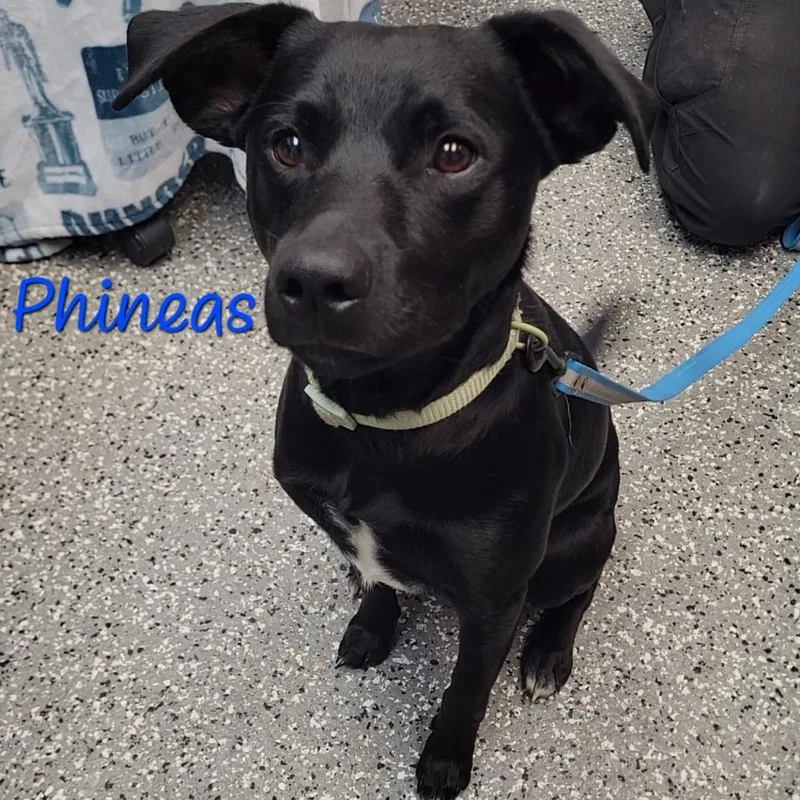 Phineas