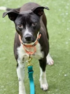 A young large-sized female Treeing Walker Coonhound dog named Caroline for adoption in Methuen, MA