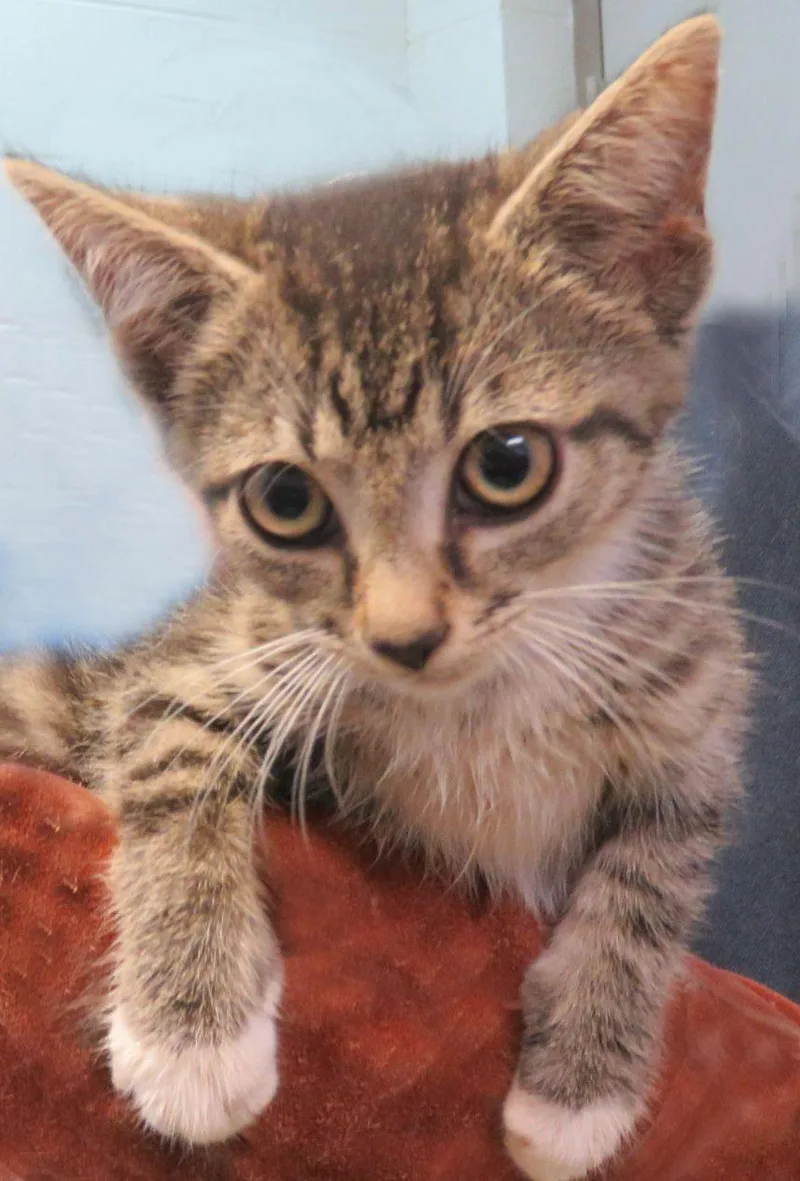 A baby medium-sized male Tabby (Brown / Chocolate) Domestic Short Hair cat named Patrick for adoption in Lexington, VA