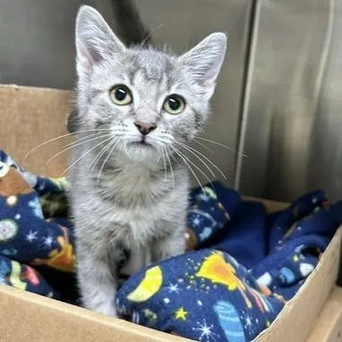 A baby small-sized female Gray / Blue / Silver Domestic Short Hair cat named Baby Spice for adoption in Novelty, OH