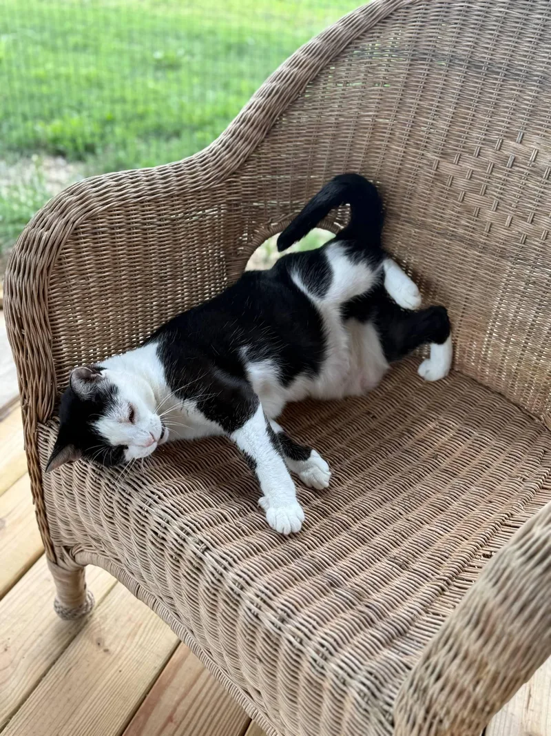 Olive Md thumbnail 4