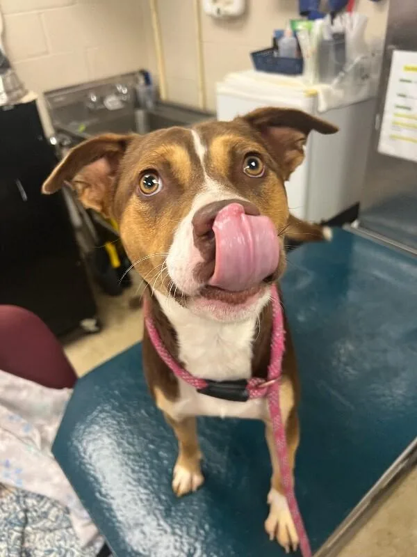 An adult medium-sized male Tricolor (Brown, Black, & White) Cattle Dog dog named Eddie Van Halen for adoption in Mobile, AL