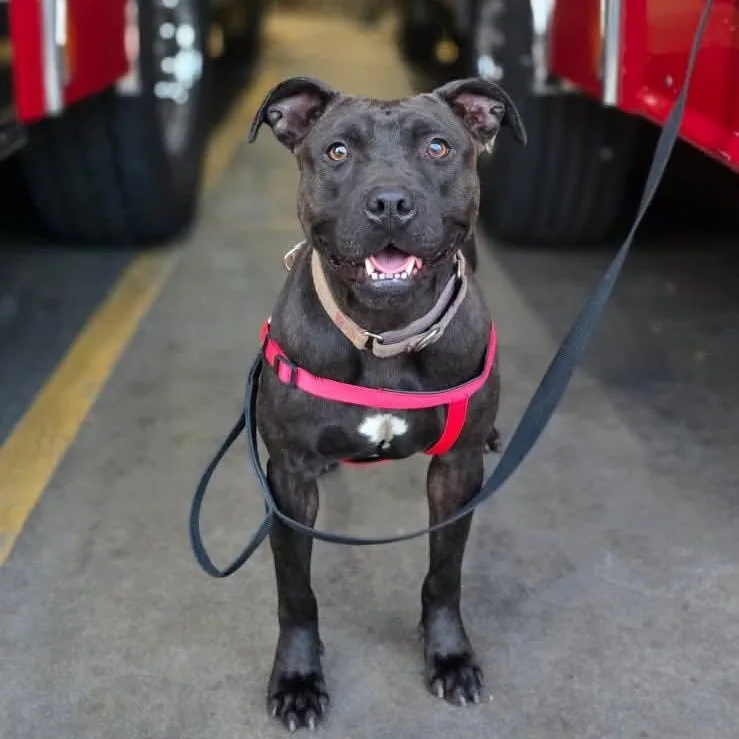 A young medium-sized female Black American Bully dog named Juniper for adoption in Blue Island, IL