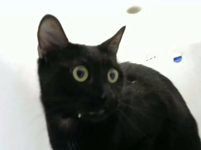 An adult medium-sized female Domestic Medium Hair cat named Binx for adoption in Albuquerque, NM