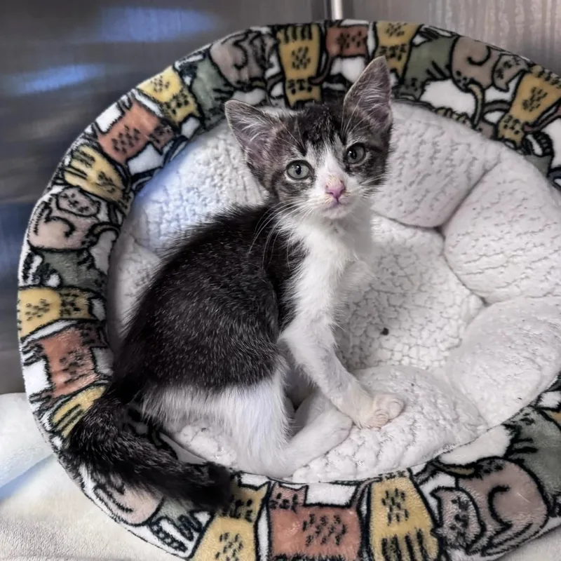 A baby small-sized male Brown / Chocolate Domestic Short Hair cat named Doug Dimmadome for adoption in Austin, TX