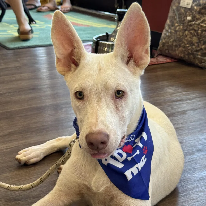 Duke thumbnail 3