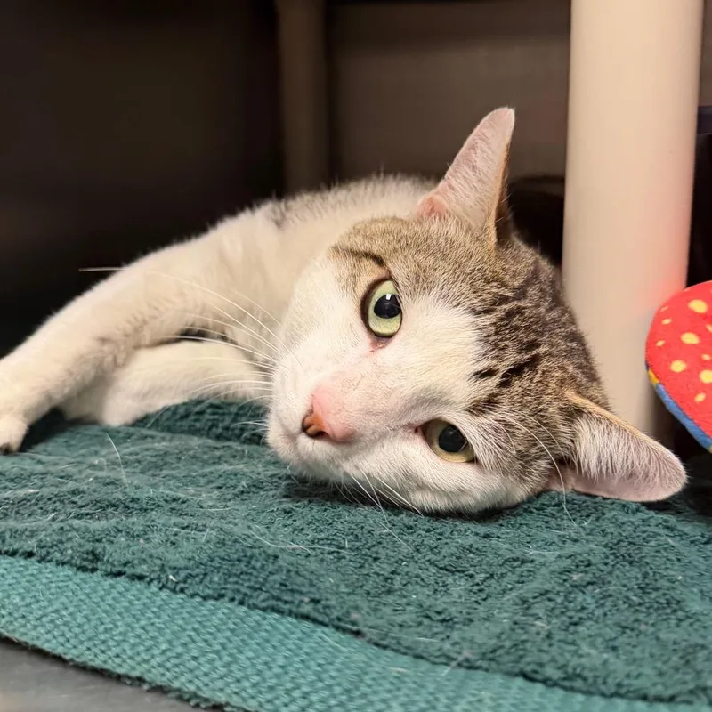 An adult large-sized male White Domestic Short Hair cat named Ed for adoption in Fredericksburg, VA