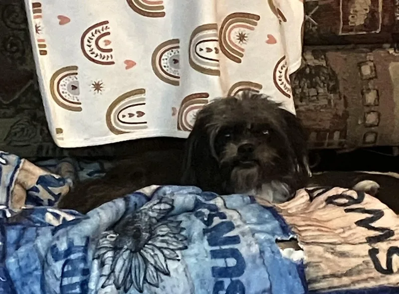 An adult small-sized male Black Shih Tzu dog named Toto for adoption in Henderson, NV