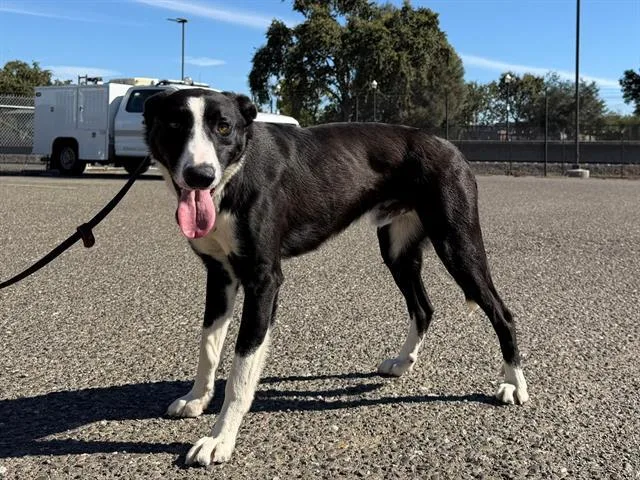 A young medium-sized male Border Collie dog named Chase for adoption in Santa Rosa, CA