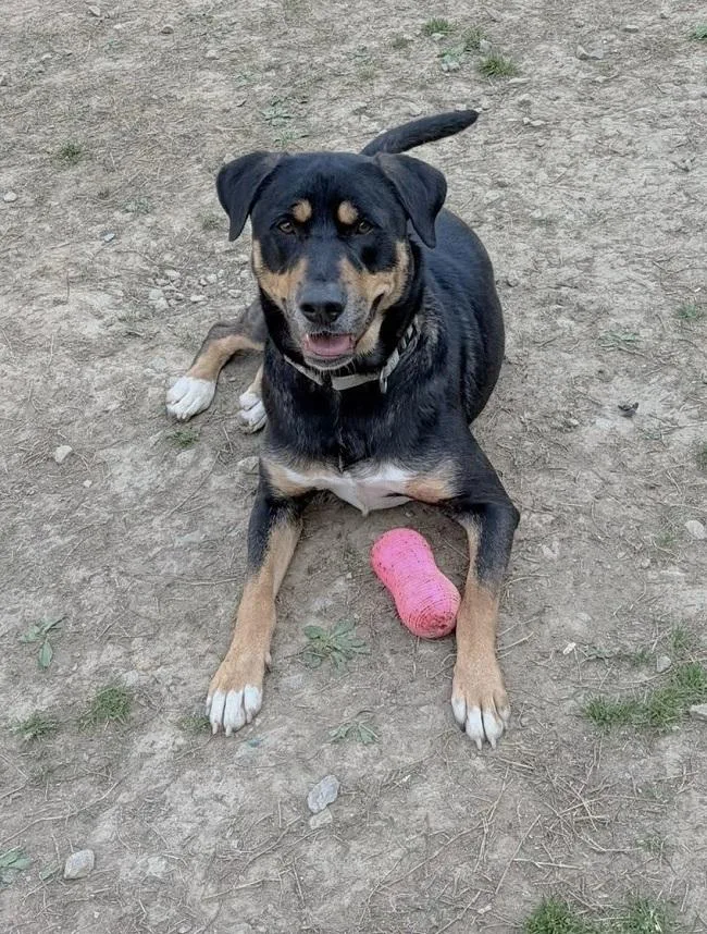 An adult medium-sized male Tricolor (Brown, Black, & White) Bernese Mountain Dog dog named Dobie for adoption in Pegram, TN