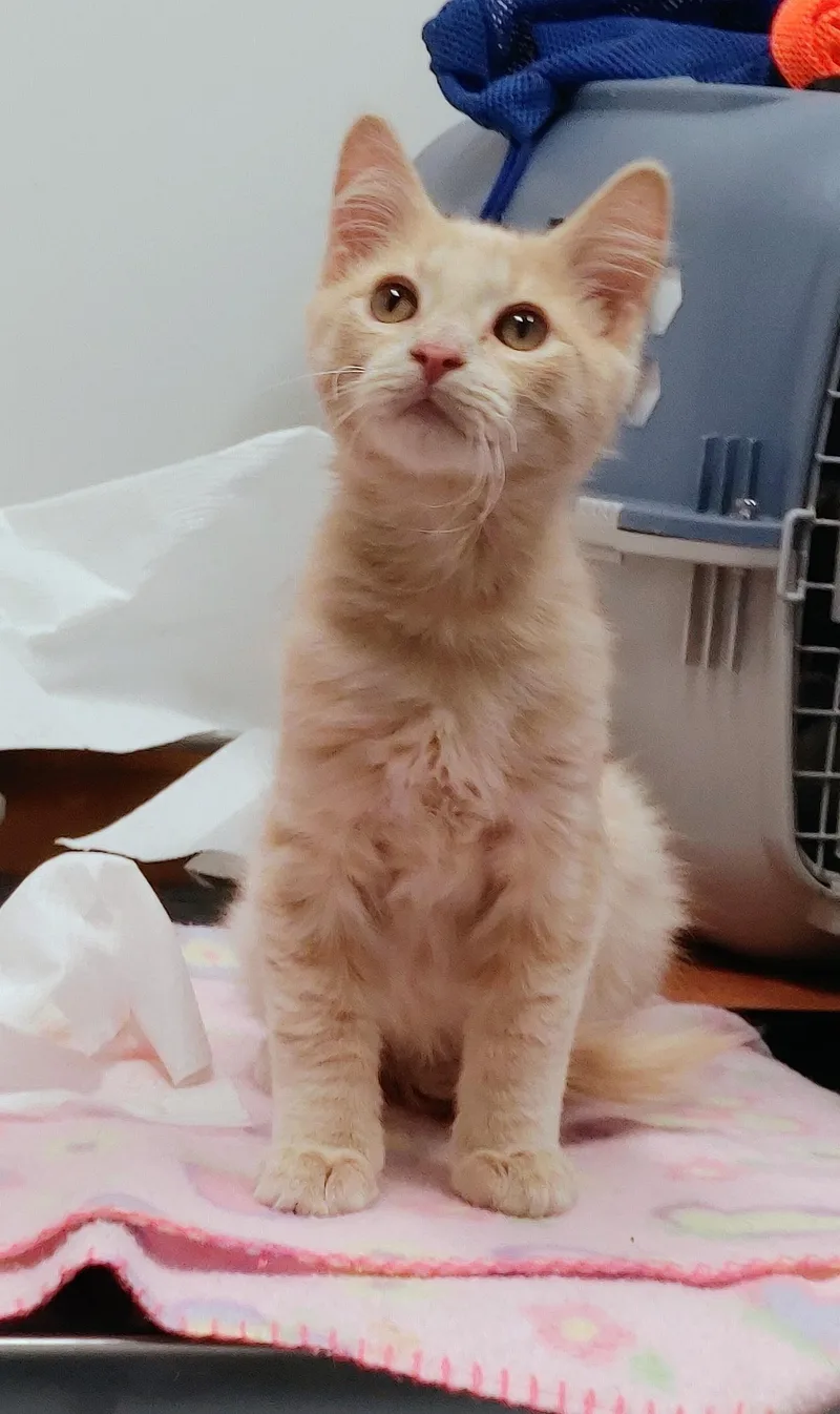 A baby medium-sized male Tabby (Buff / Tan / Fawn) Tabby cat named Flame for adoption in Waynesboro, VA