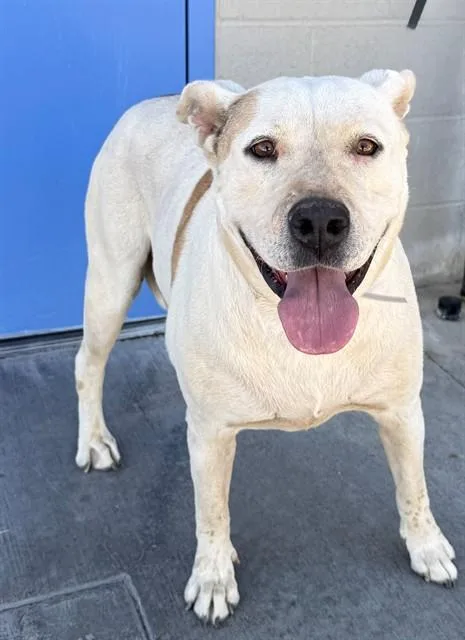 An adult large-sized female Pit Bull Terrier dog named Canela for adoption in Lancaster, CA