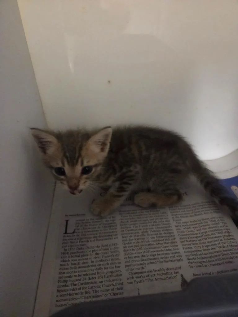 A baby small-sized male Domestic Short Hair cat named Sparky for adoption in Bossier City, LA