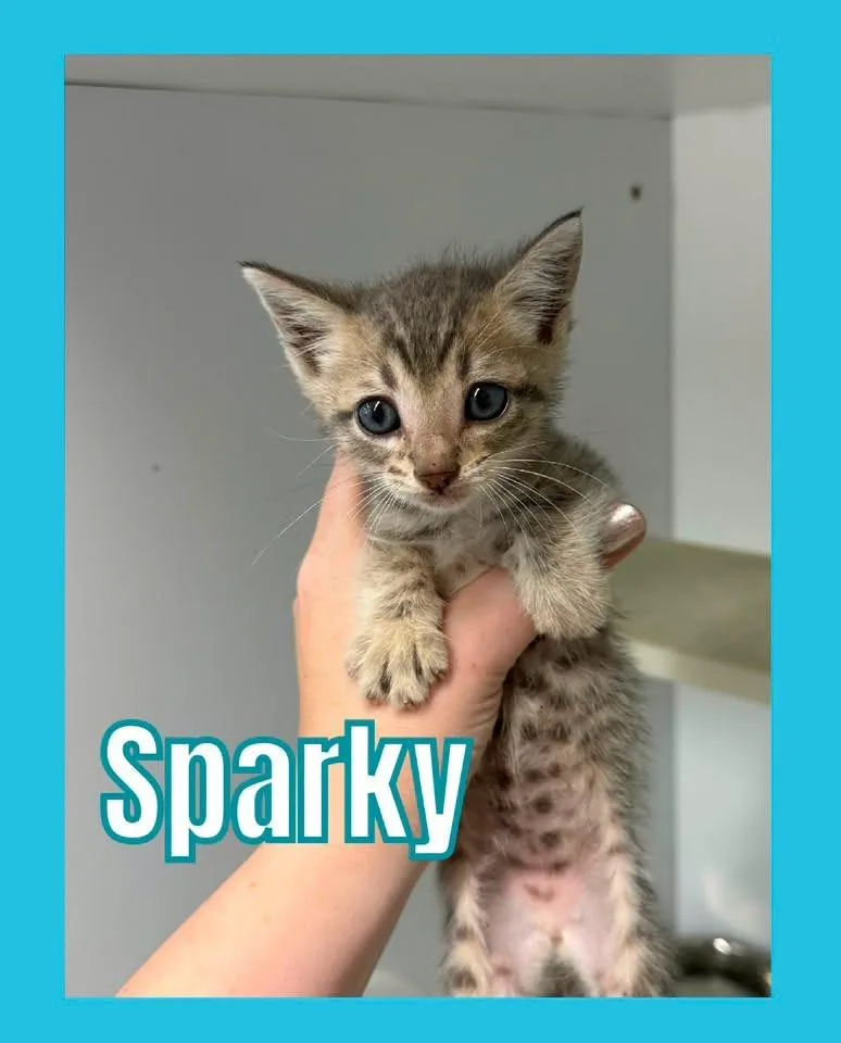 Sparky thumbnail 2