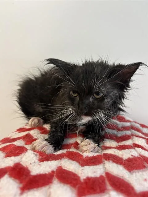 A baby small-sized female Domestic Long Hair cat named Black Widow for adoption in Castaic, CA