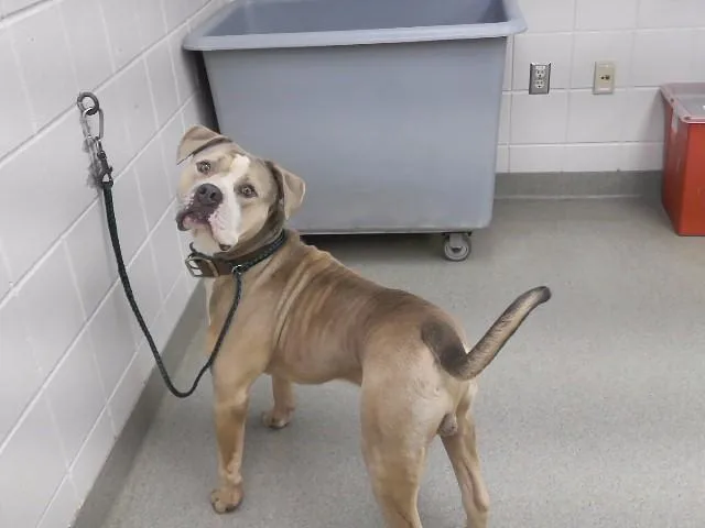 An adult medium-sized male American Bulldog dog named Rocky for adoption in Omaha, NE