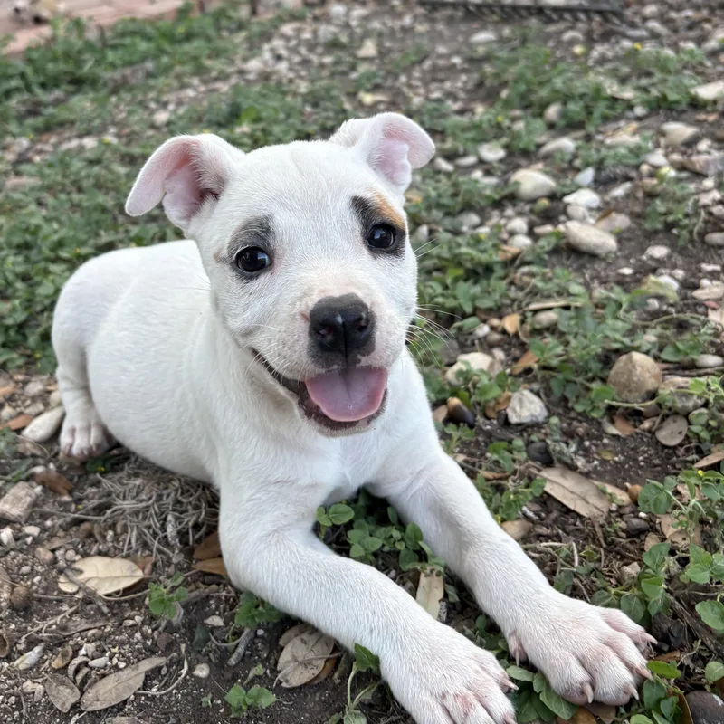 A baby small-sized female White / Cream Pug dog named Sarah for adoption in Boerne, TX