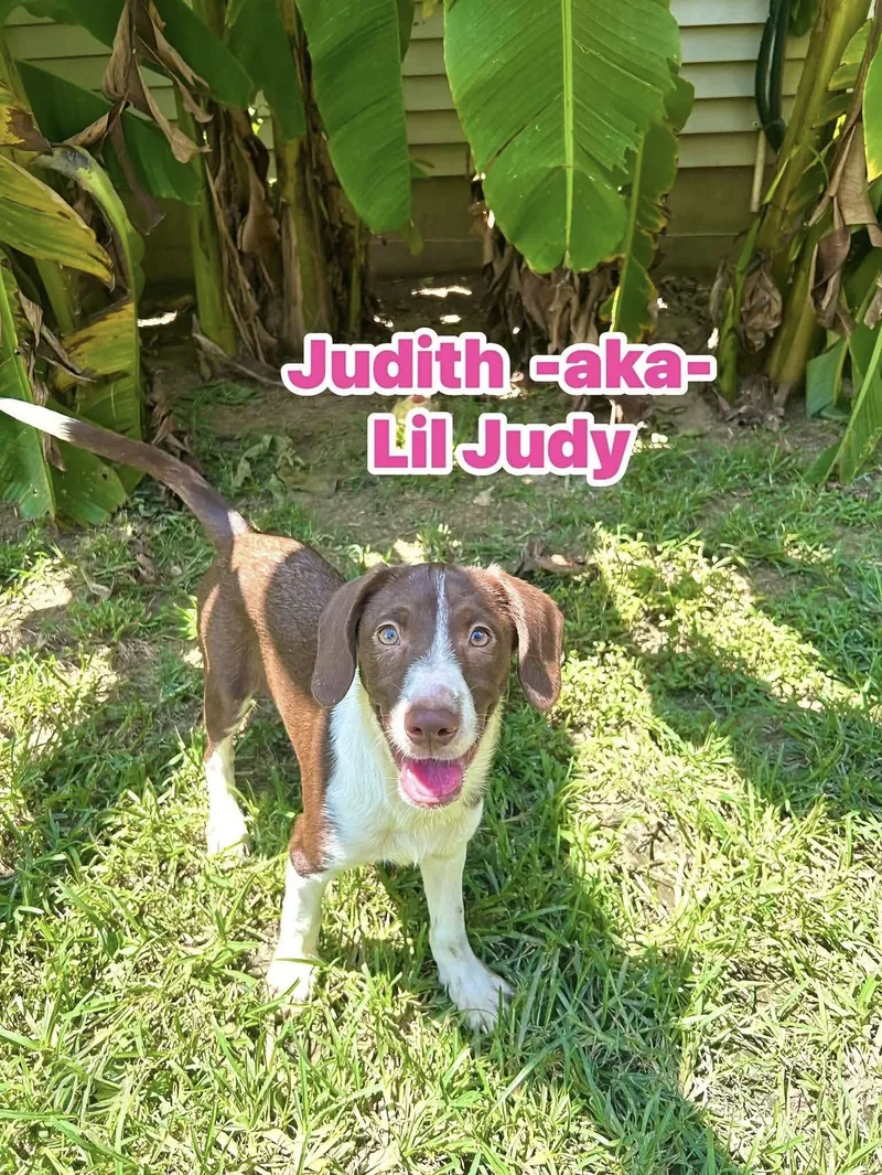 A baby medium-sized female Brown / Chocolate Beagle dog named Lil Judy for adoption in Watertown, CT