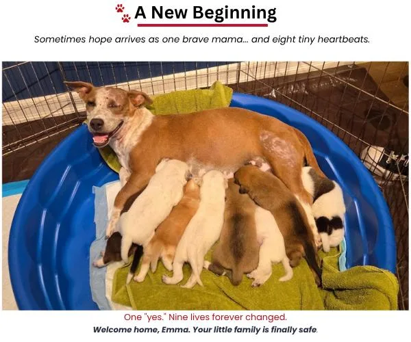 An adult medium-sized female Cattle Dog dog named Emma Momma for adoption in San Diego, CA