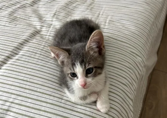 A baby small-sized male Domestic Short Hair cat named Peanut for adoption in Tustin, CA
