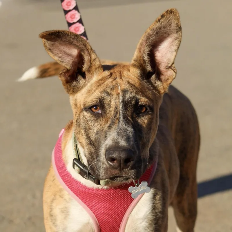 A baby medium-sized female Brindle Pit Bull Terrier dog named Sweetie for adoption in Columbia, SC