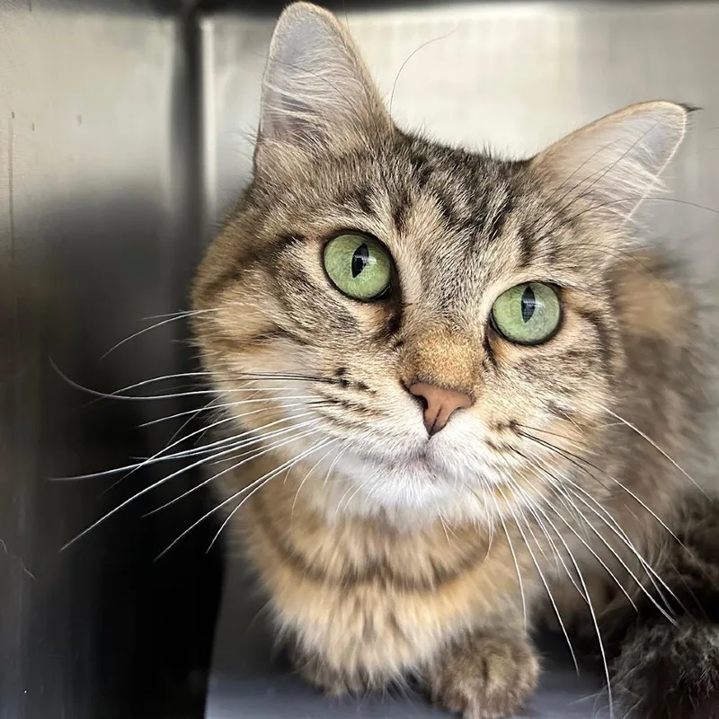 A senior medium-sized female Brown / Chocolate Domestic Long Hair cat named Sophie for adoption in Chicago, IL