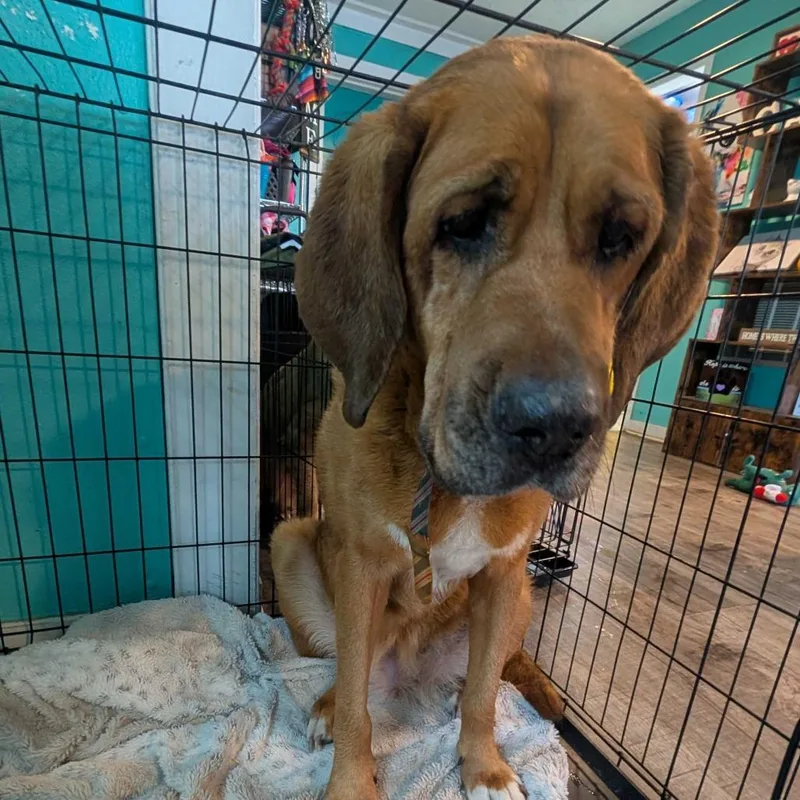 An adult large-sized female Brown / Chocolate Mixed Breed dog named Molly for adoption in Jefferson city, TN