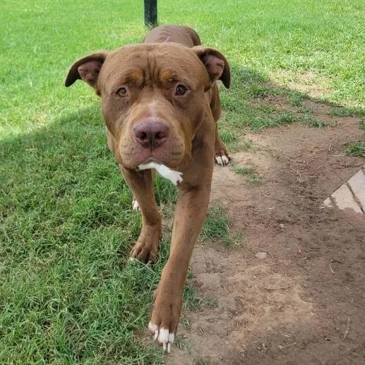 An adult medium-sized male Brown / Chocolate Pit Bull Terrier dog named Abe for adoption in Cabot, AR