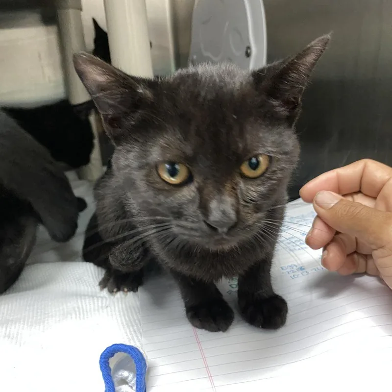 A baby small-sized male Black Domestic Short Hair cat named Coal for adoption in Philadelphia, PA